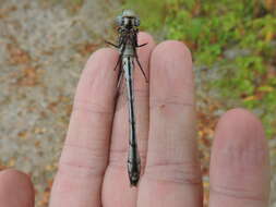 Image of Pale-faced Clubskimmer