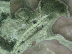 Image of Network pipefish