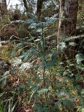 Image of Cephalotaxus harringtonii var. wilsoniana (Hayata) Kitam.