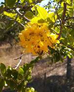 Image of Cassia tomentella (Benth.) Domin