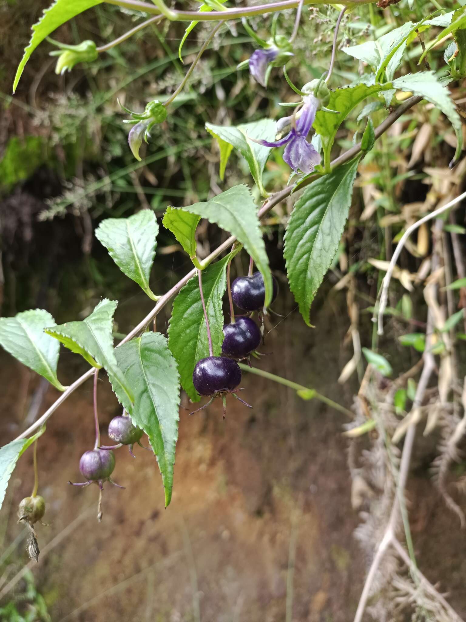 Imagem de Lobelia montana Reinw. ex Blume