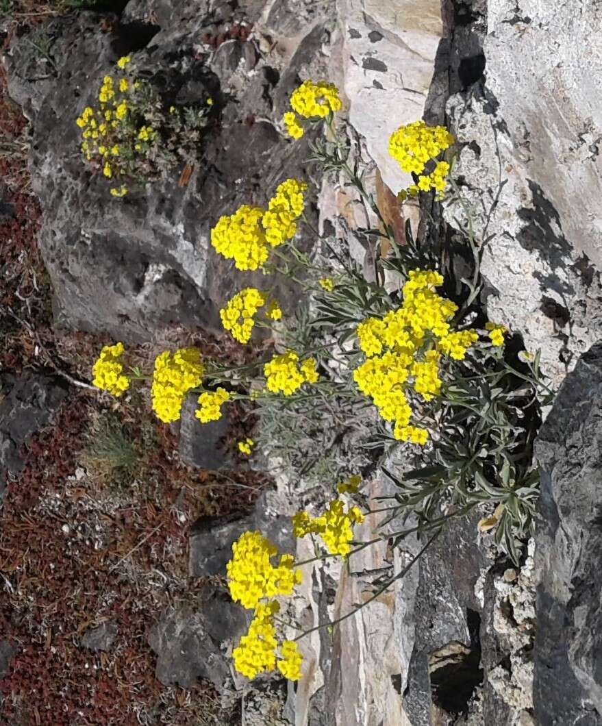 Image of Basket of Gold