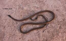 Image of Indian Coral Snake