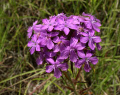 Image of Dianthus pseudarmeria M. Bieb.