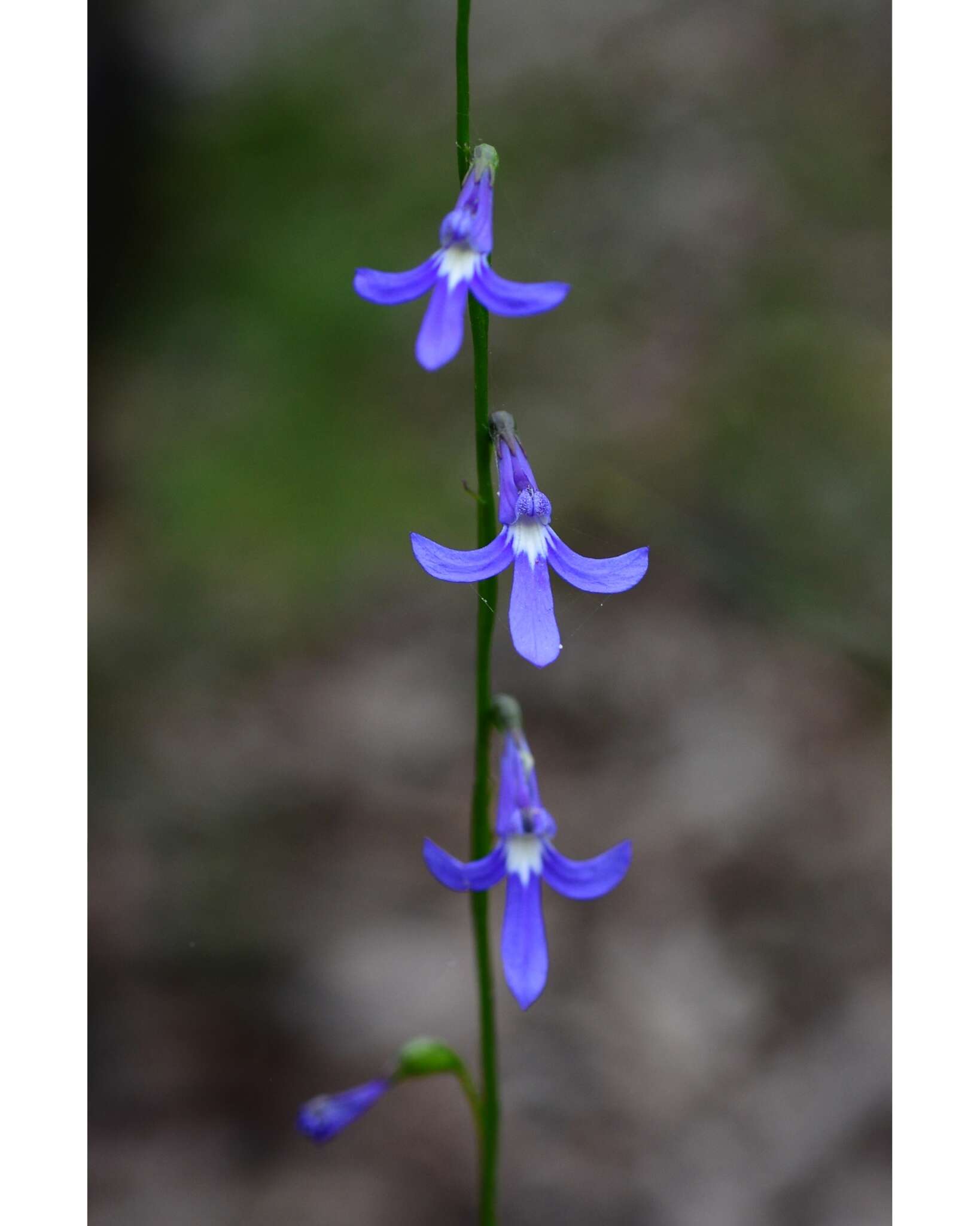 Image of Lobelia dentata Cav.