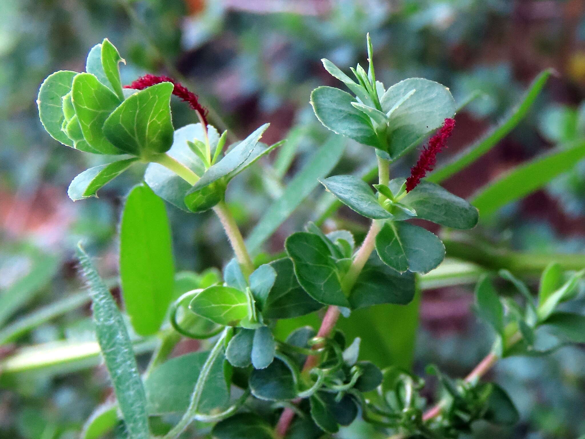 Image de Cliffortia obcordata L. fil.