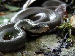 Image of Big-eyed mountain keelback