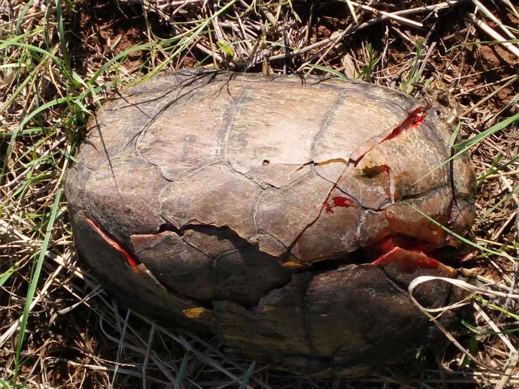 Image of Rough-footed Mud Turtle