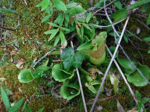 Image of southern purple pitcherplant