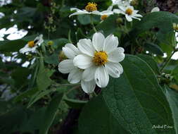 Image of Montanoa ovalifolia subsp. australis V. A. Funk