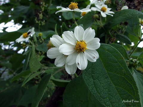 Image of Montanoa ovalifolia (DC.) C. Koch