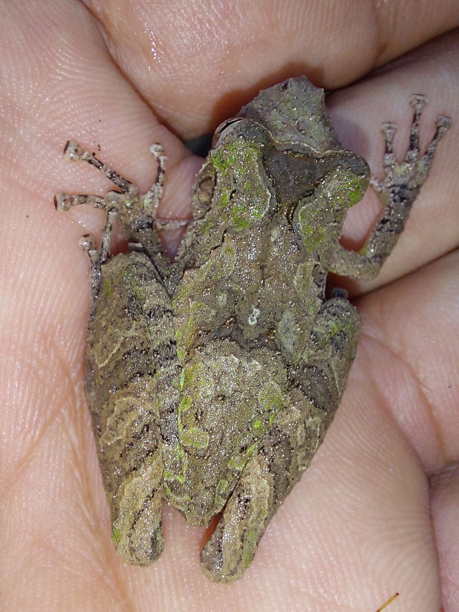 Image of Caracas Snouted Treefrog