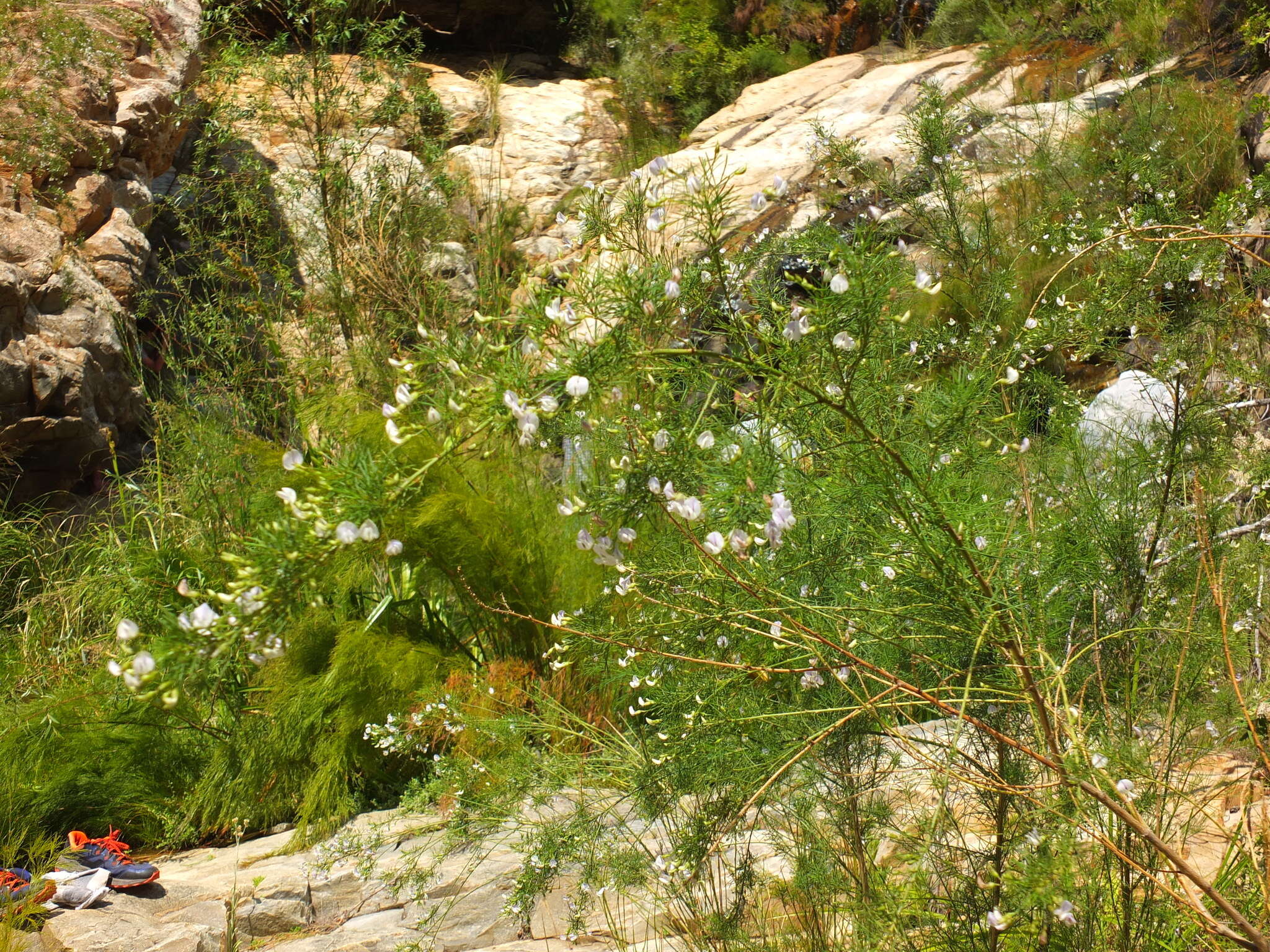 Image of Psoralea imminens