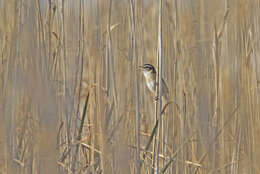 Image of Moustached Warbler