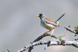 Image of Buff-bridled Inca Finch