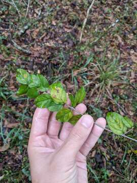 Image of Small-Flower Mock Buckthorn