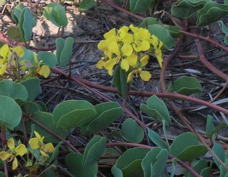 Image of Tylosema esculentum (Burch.) A. Schreib.