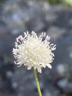 Imagem de Cephalaria joppensis (Rchb.) Coult.