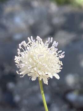 Image of Cephalaria joppensis (Rchb.) Coult.