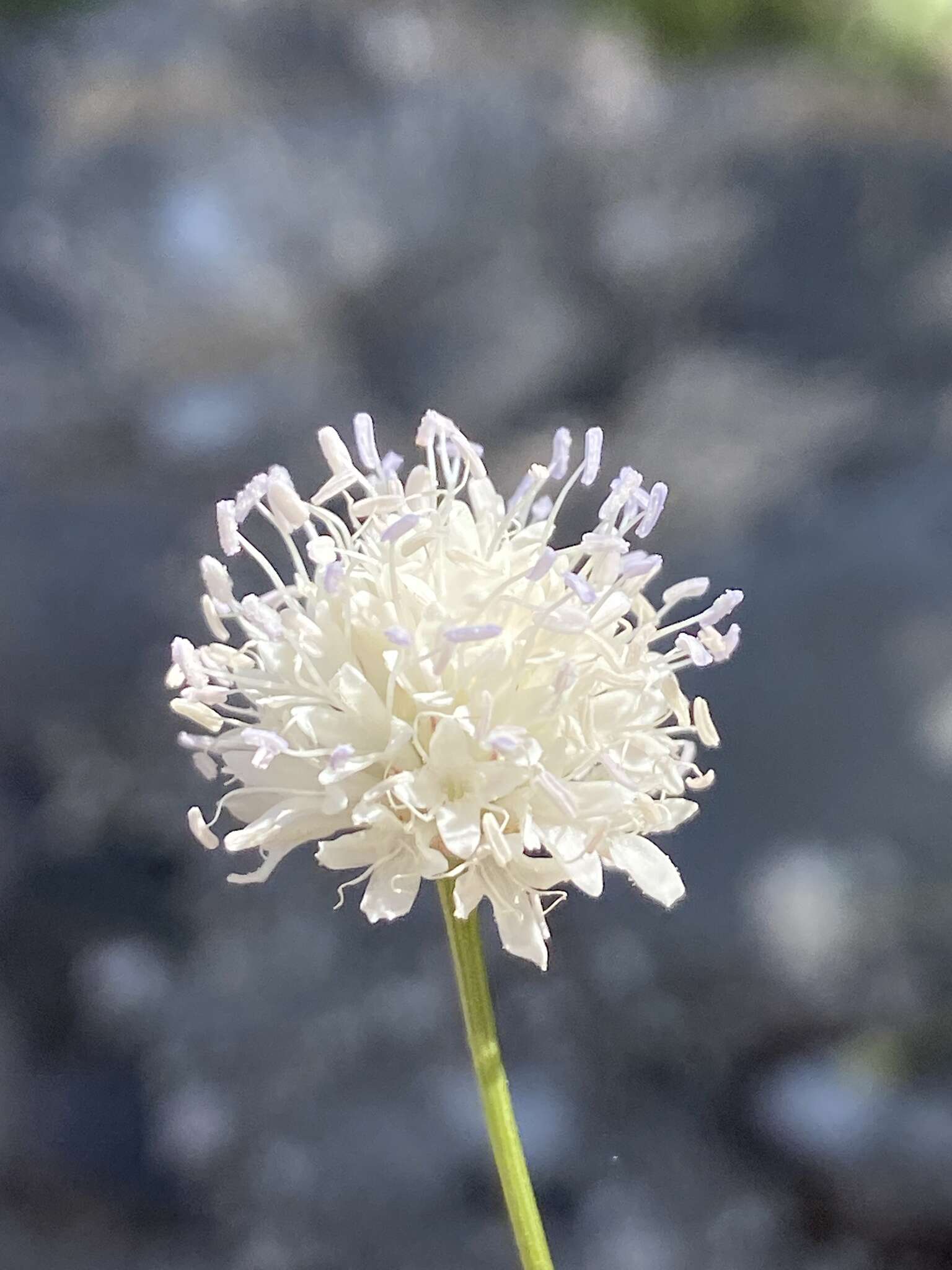 Image of Cephalaria joppensis (Rchb.) Coult.