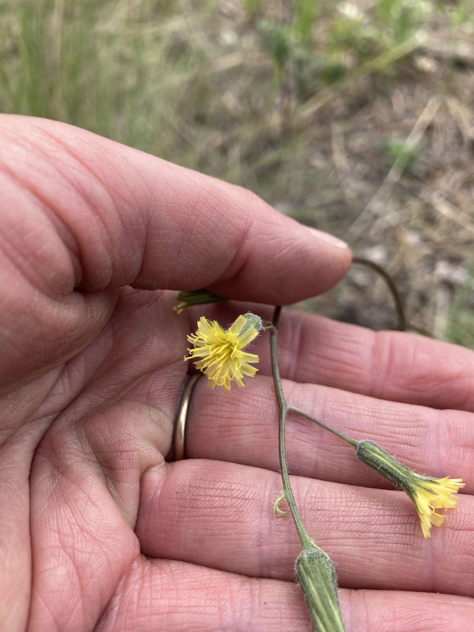 Image of yellow hawkweed