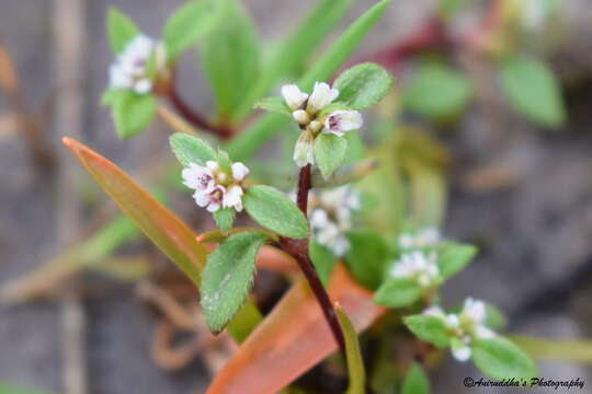 Image of Koenigia nepalensis D. Don