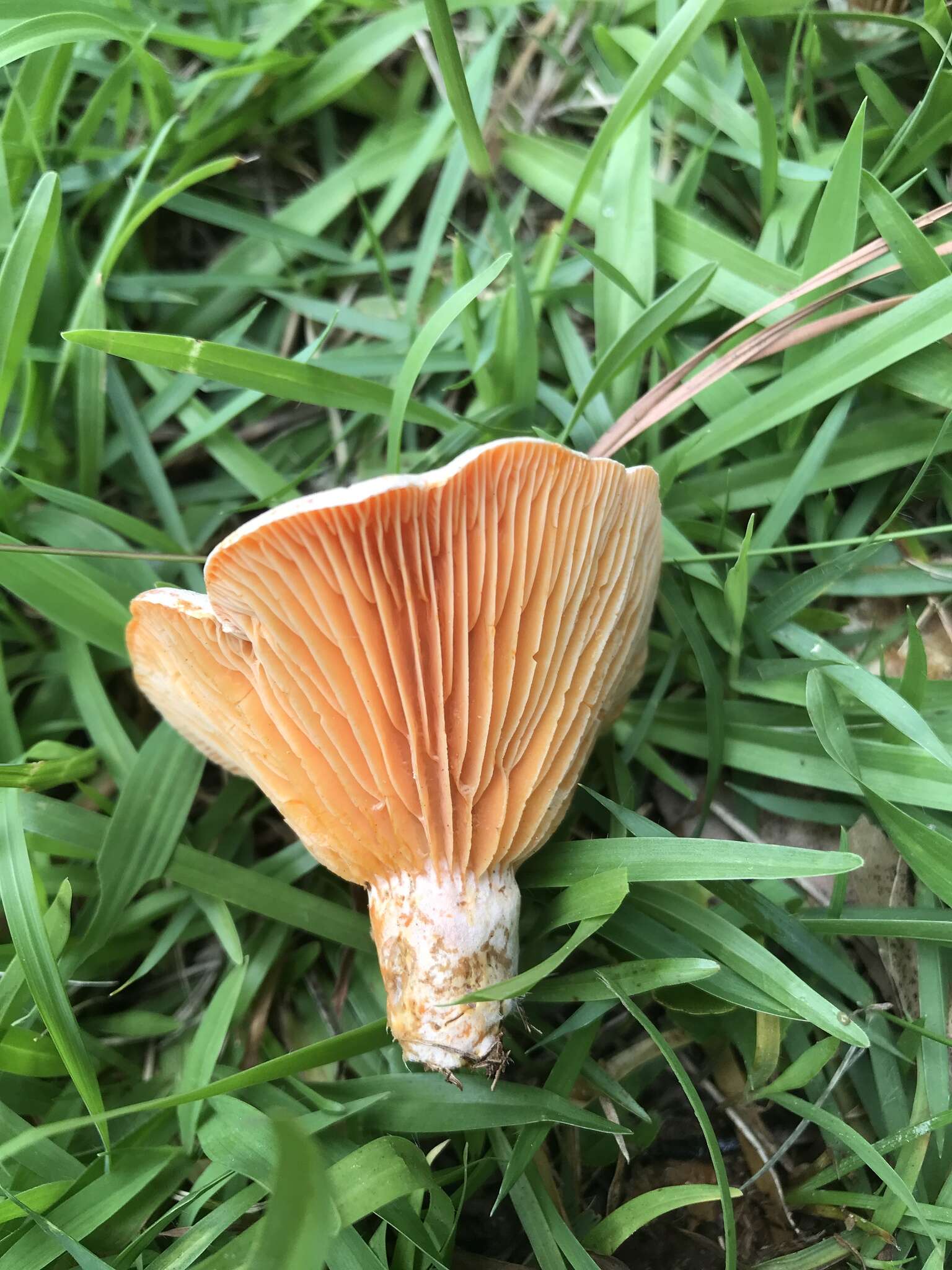 Image of Lactarius salmoneus Peck 1898