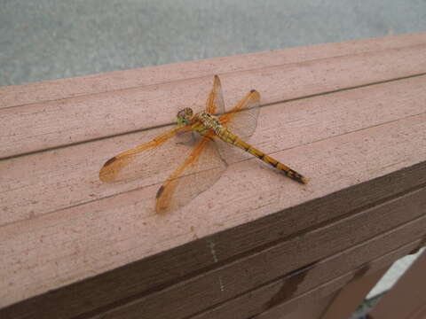 Image of <i>Sympetrum striolatum imitoides</i> Bartenef 1919