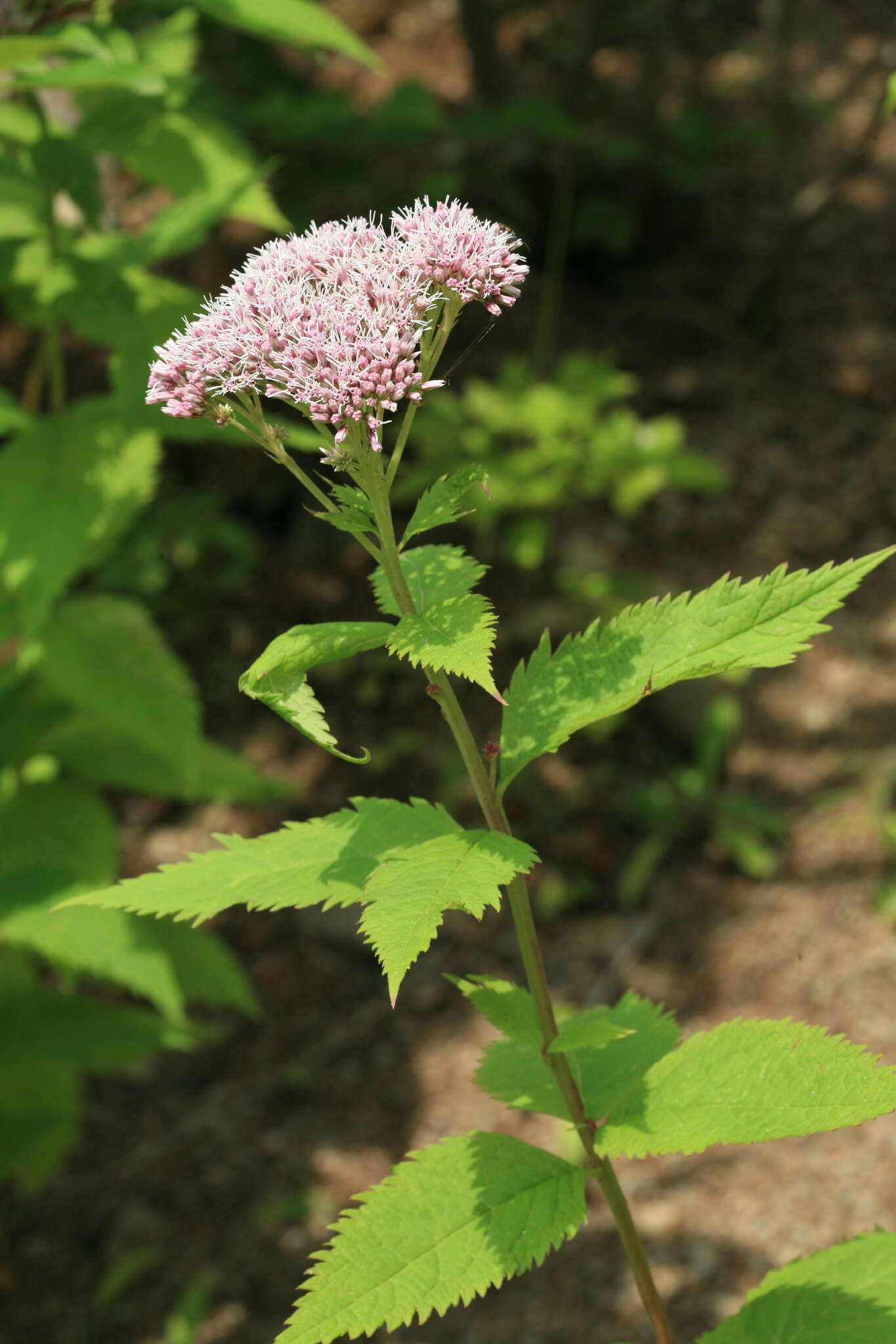 Eupatorium glehnii F. Schmidt ex Trautv.的圖片