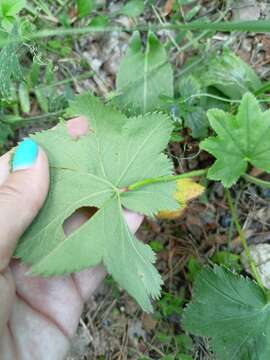 Image of Alchemilla ventiana V. N. Tichomirov