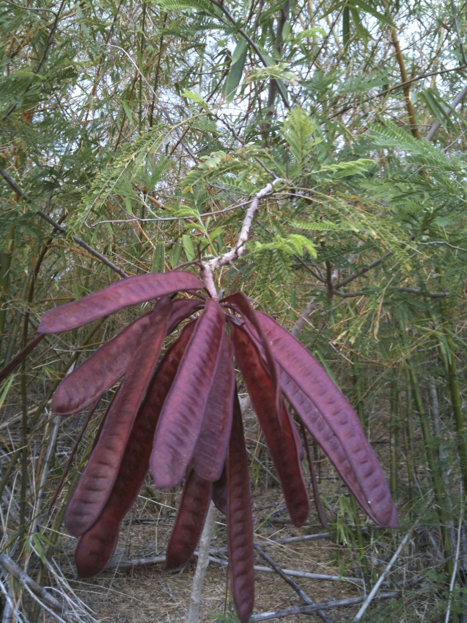 Plancia ëd Leucaena leucocephala (Lam.) de Wit