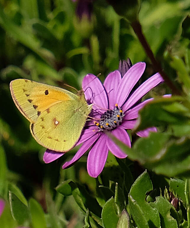 Image of <i>Colias <i>electo</i></i> electo