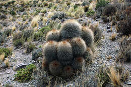 Echinopsis formosa (Pfeiff.) Jacobi ex Salm-Dyck resmi