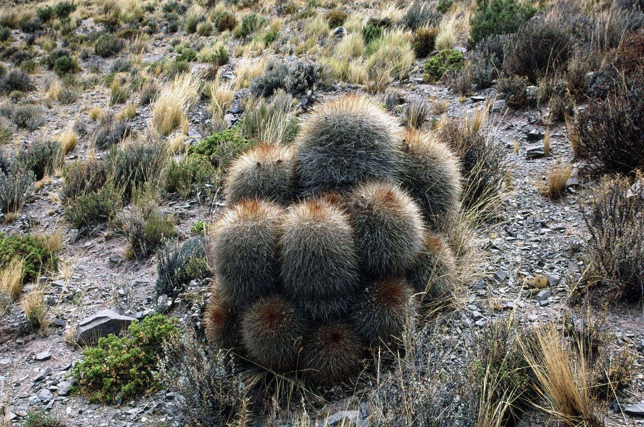 Echinopsis formosa (Pfeiff.) Jacobi ex Salm-Dyck resmi