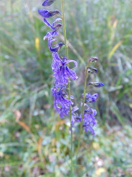 Image of Lobelia irasuensis Planch. & Oerst.