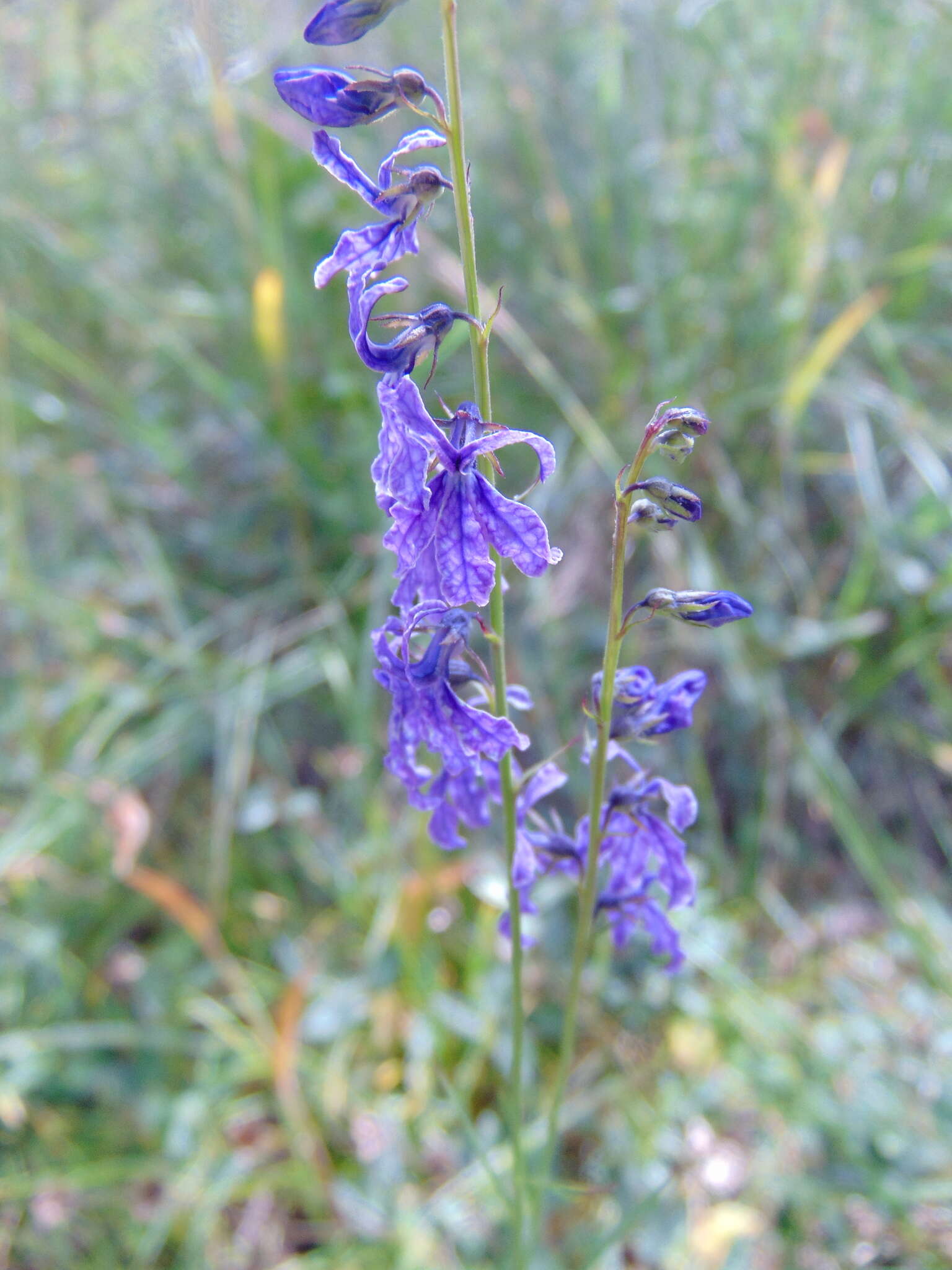 Plancia ëd Lobelia irasuensis Planch. & Oerst.