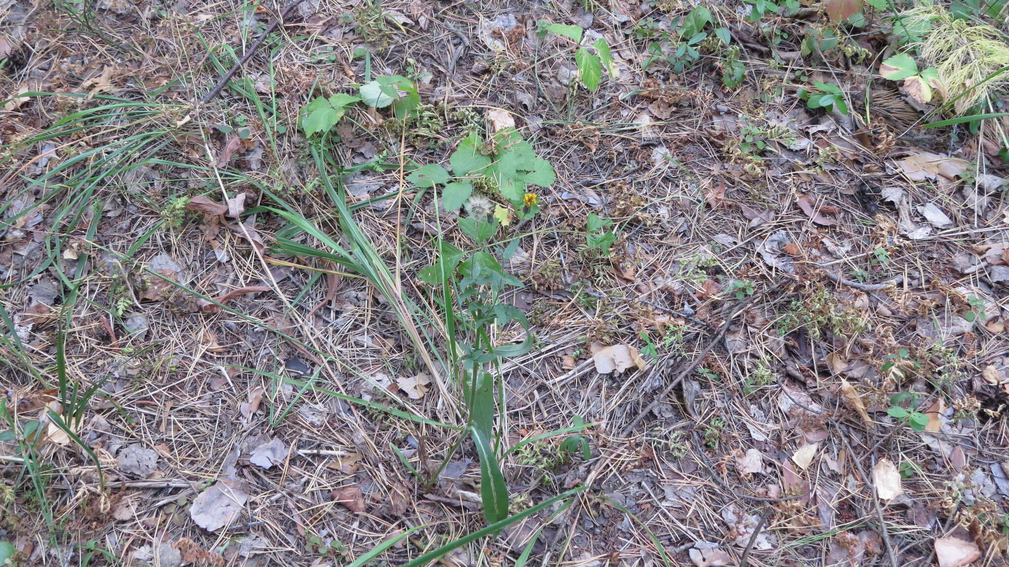 Image of Hieracium krylovii Nevski ex Krylov