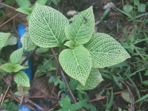 صورة Fittonia albivenis (Lindl. ex Veitch) R. K. Brummitt