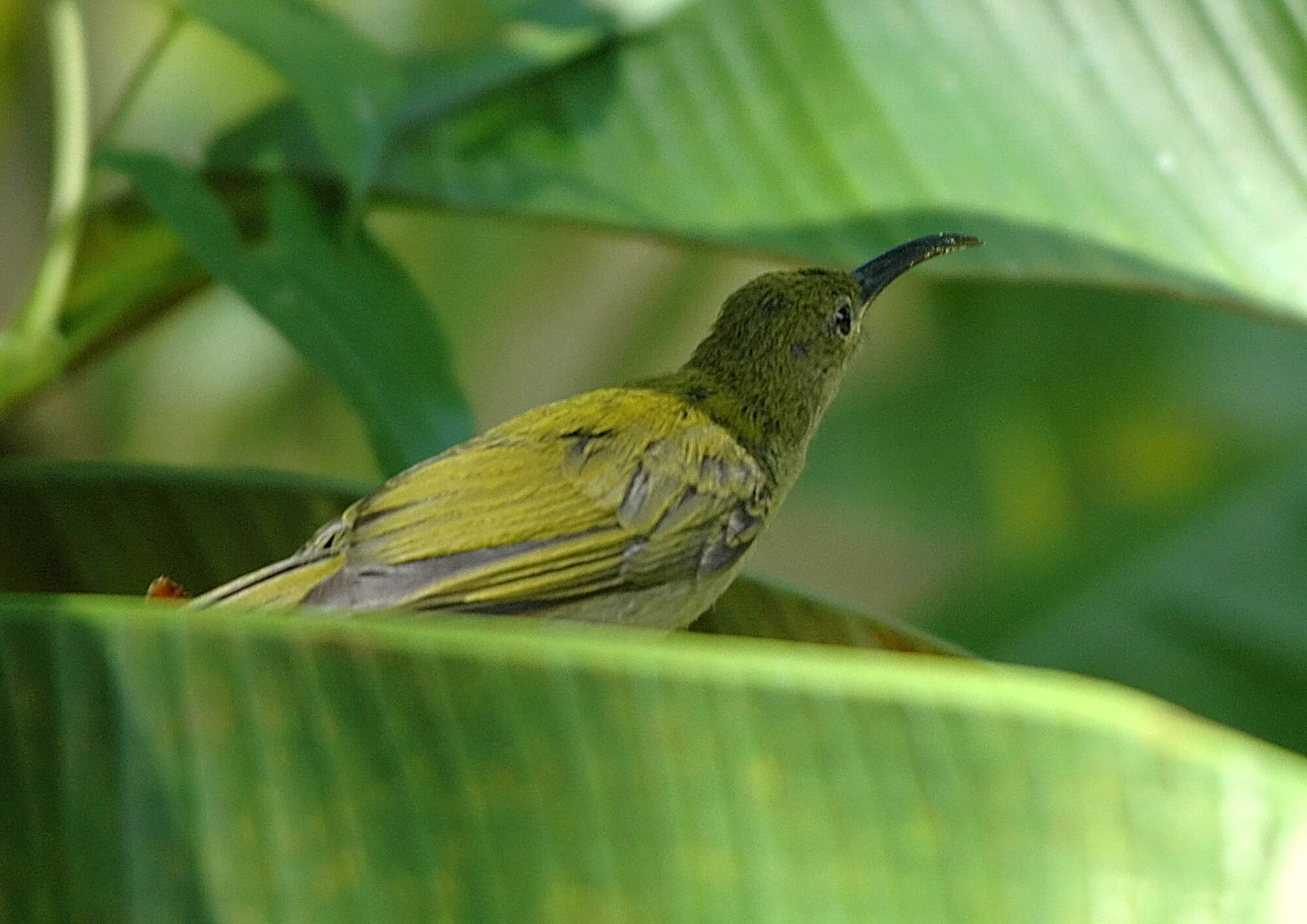 Image of Bornean Spiderhunter