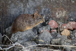 Image of tawny-bellied cotton rat