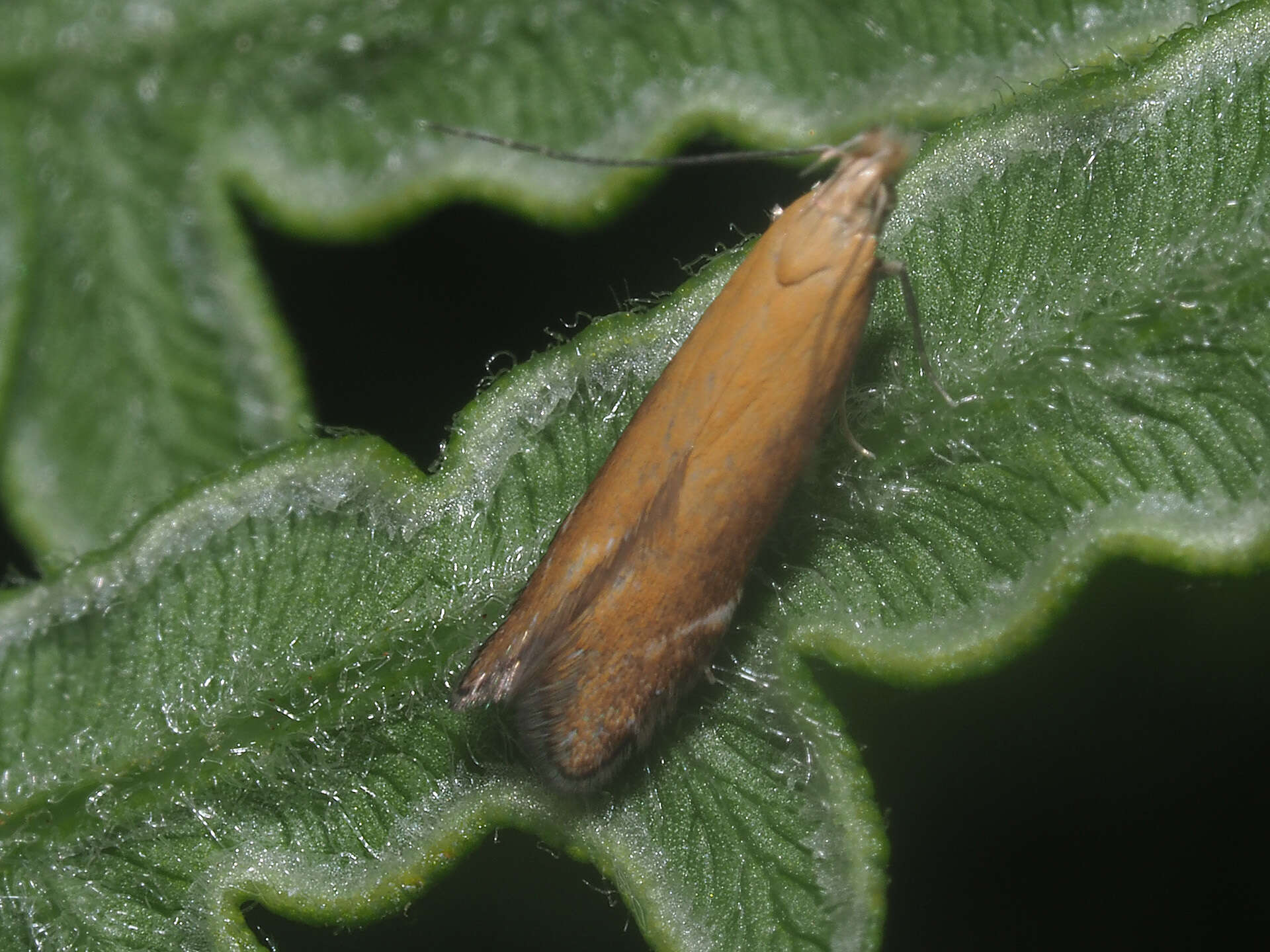 Image of bracken neb