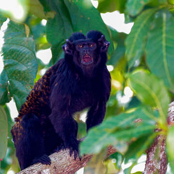 Image of Black Tamarin