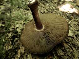 Image of Pluteus microspermus E. Horak 2008