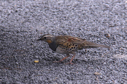 Image of Spotted Quail-thrush