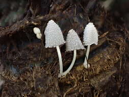 Coprinopsis urticicola (Berk. & Broome) Redhead, Vilgalys & Moncalvo 2001 resmi