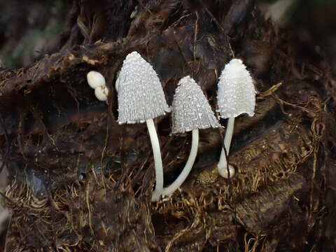 Coprinopsis urticicola (Berk. & Broome) Redhead, Vilgalys & Moncalvo 2001 resmi