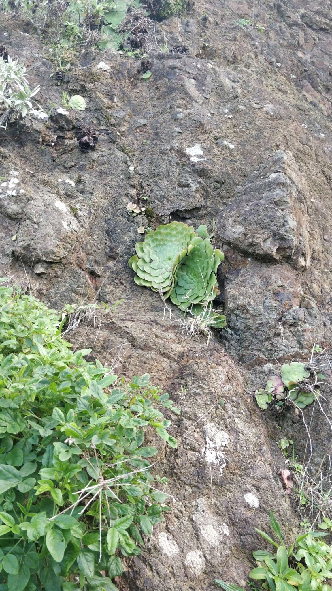 Image of Aeonium glandulosum (Ait.) Webb & Berth.