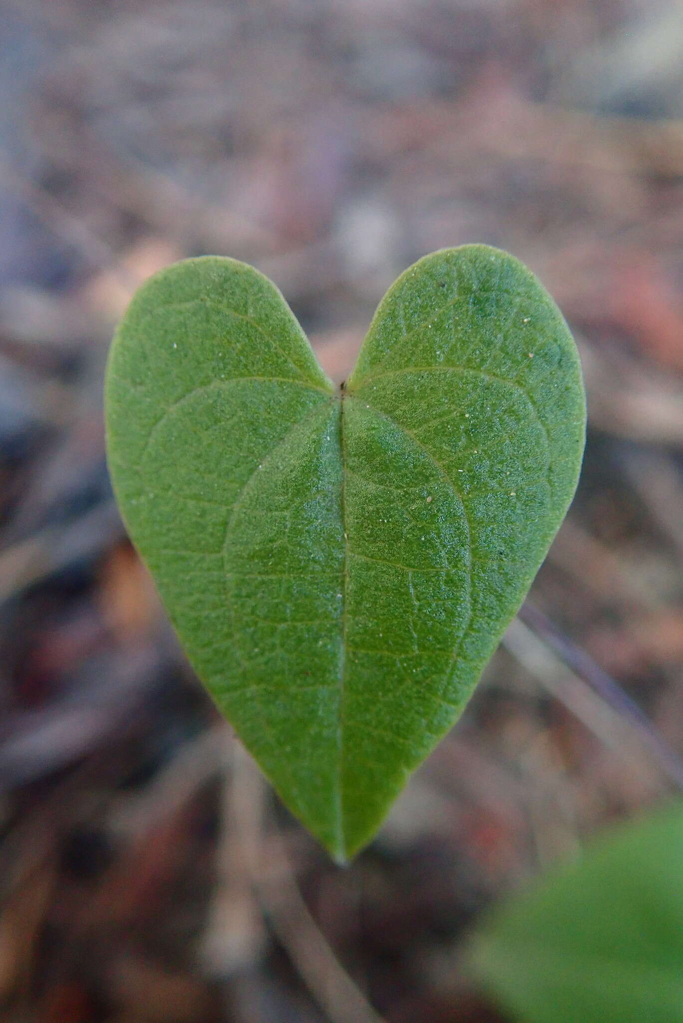 صورة Dioscorea burchellii Baker