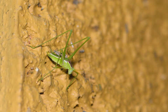 Sivun Obolopteryx brevihastata (Morse 1902) kuva