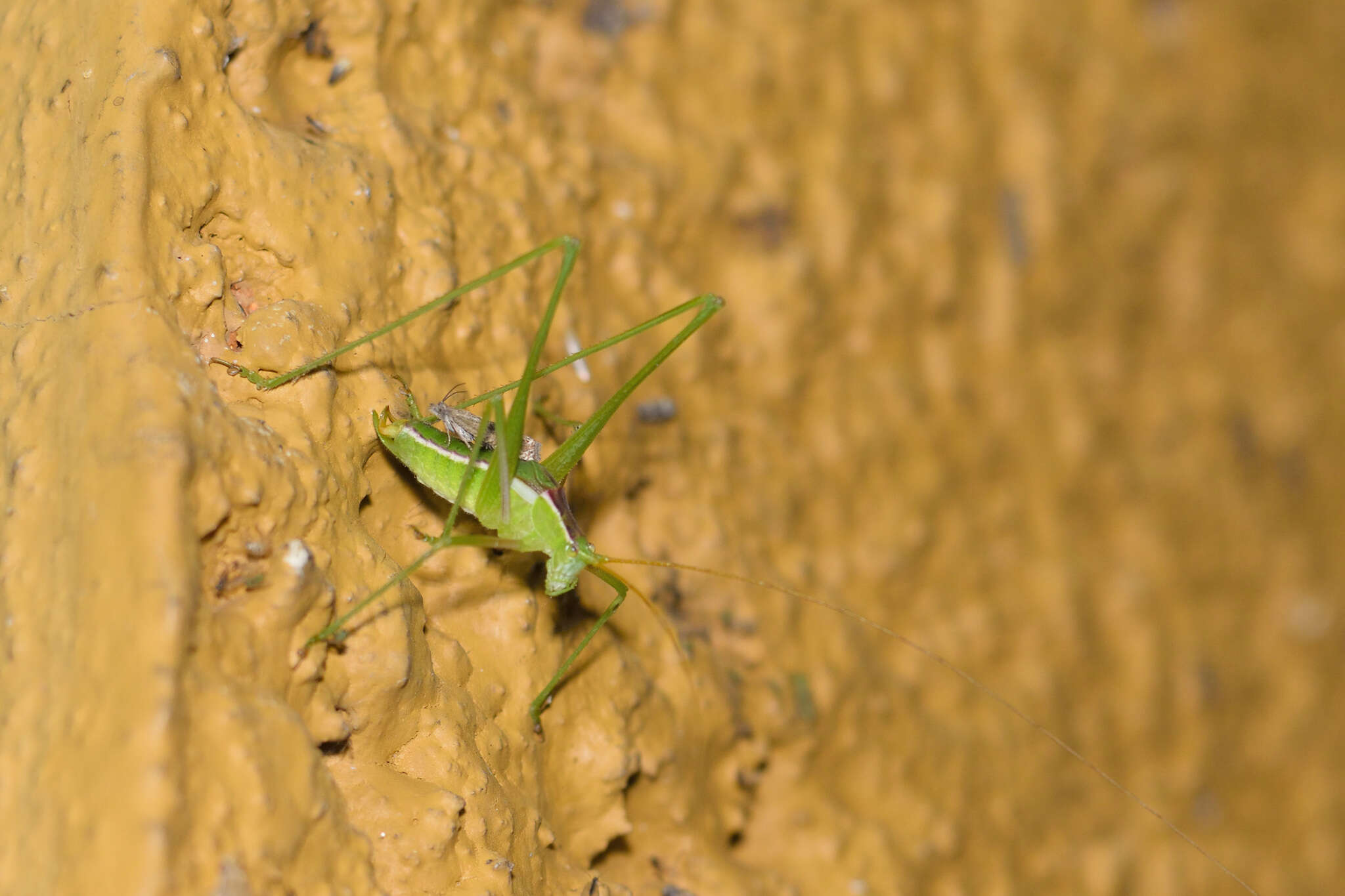 Image of Common Short-winged Katydid